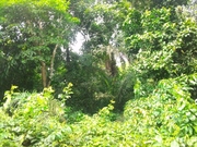 West Africa Guinea Forests Alliance