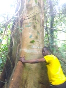 West Africa Guinea Forests Conservation Alliance
